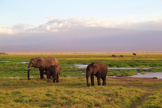 Amboseli National Park Elephants