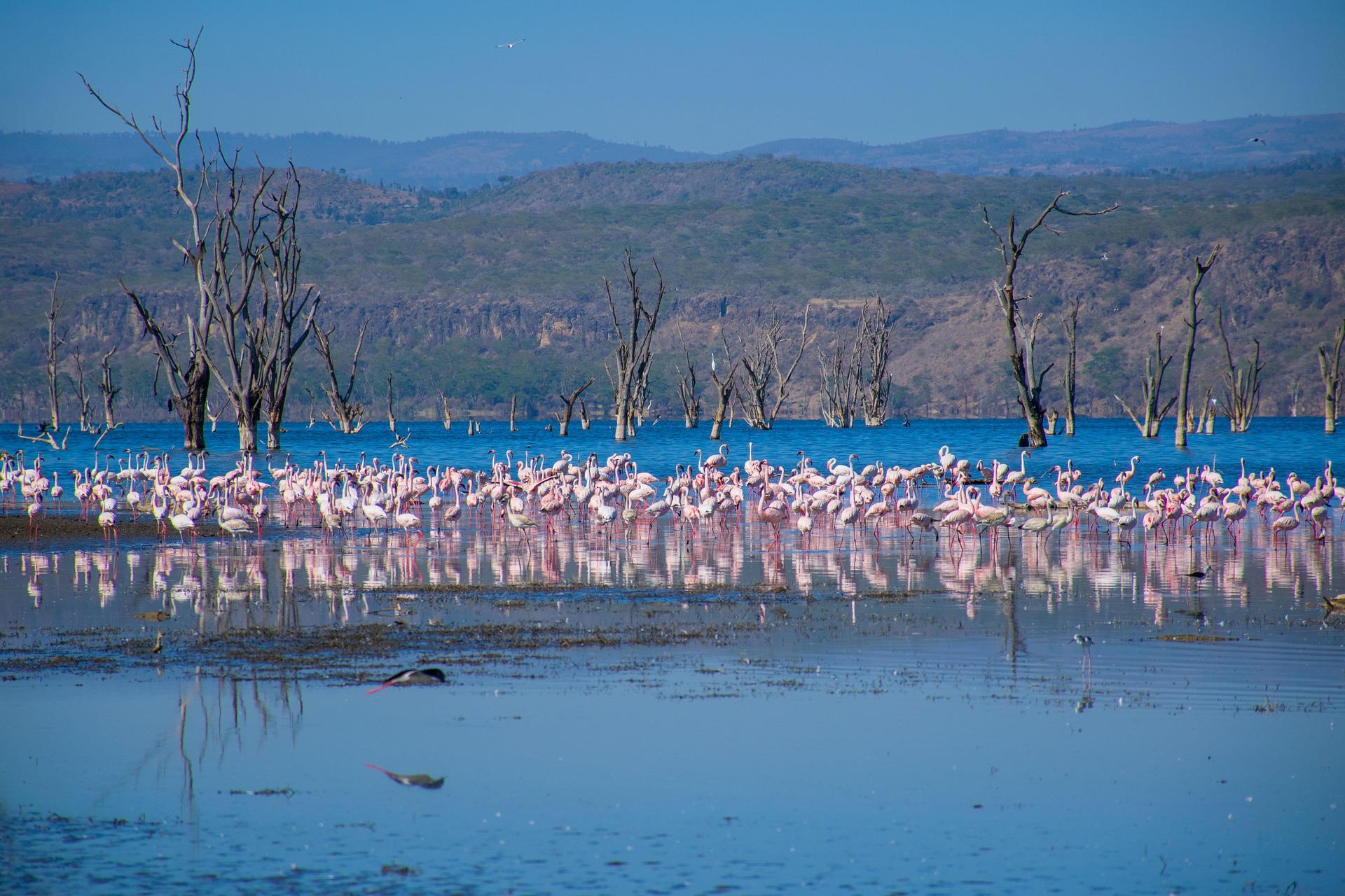 Flamingoes in Lake Nakuru Kenya