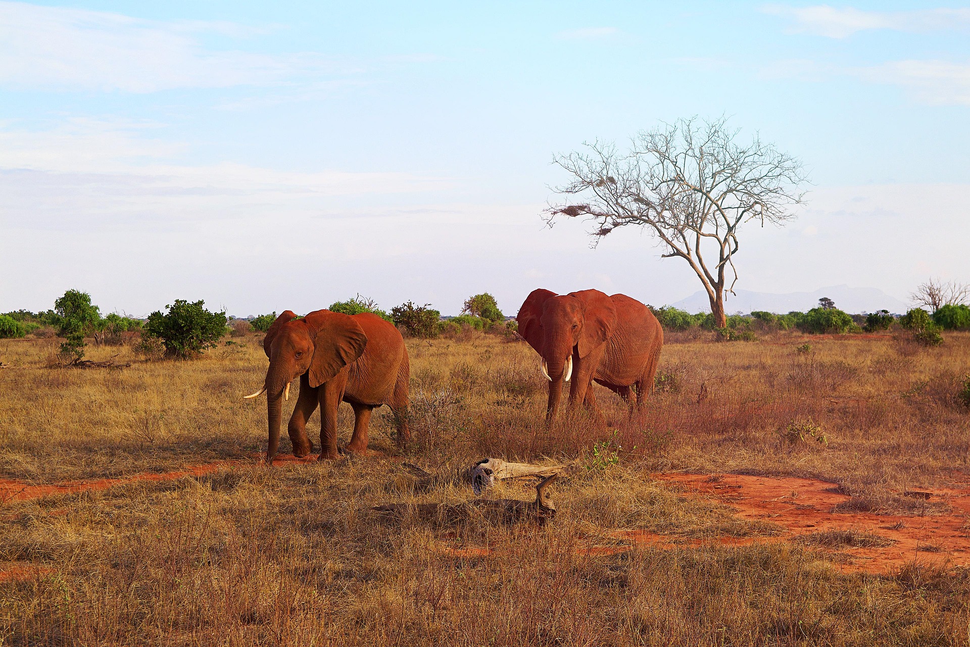 Red Elephants in Tsavo National Park