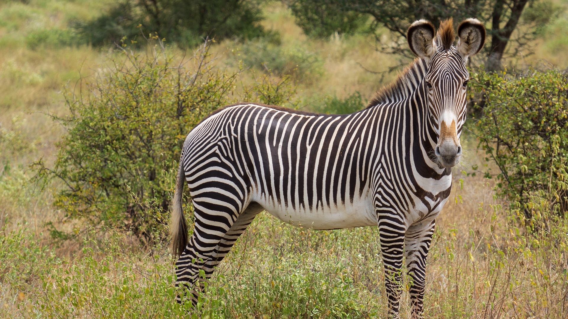 Grevys Zebra Kenya