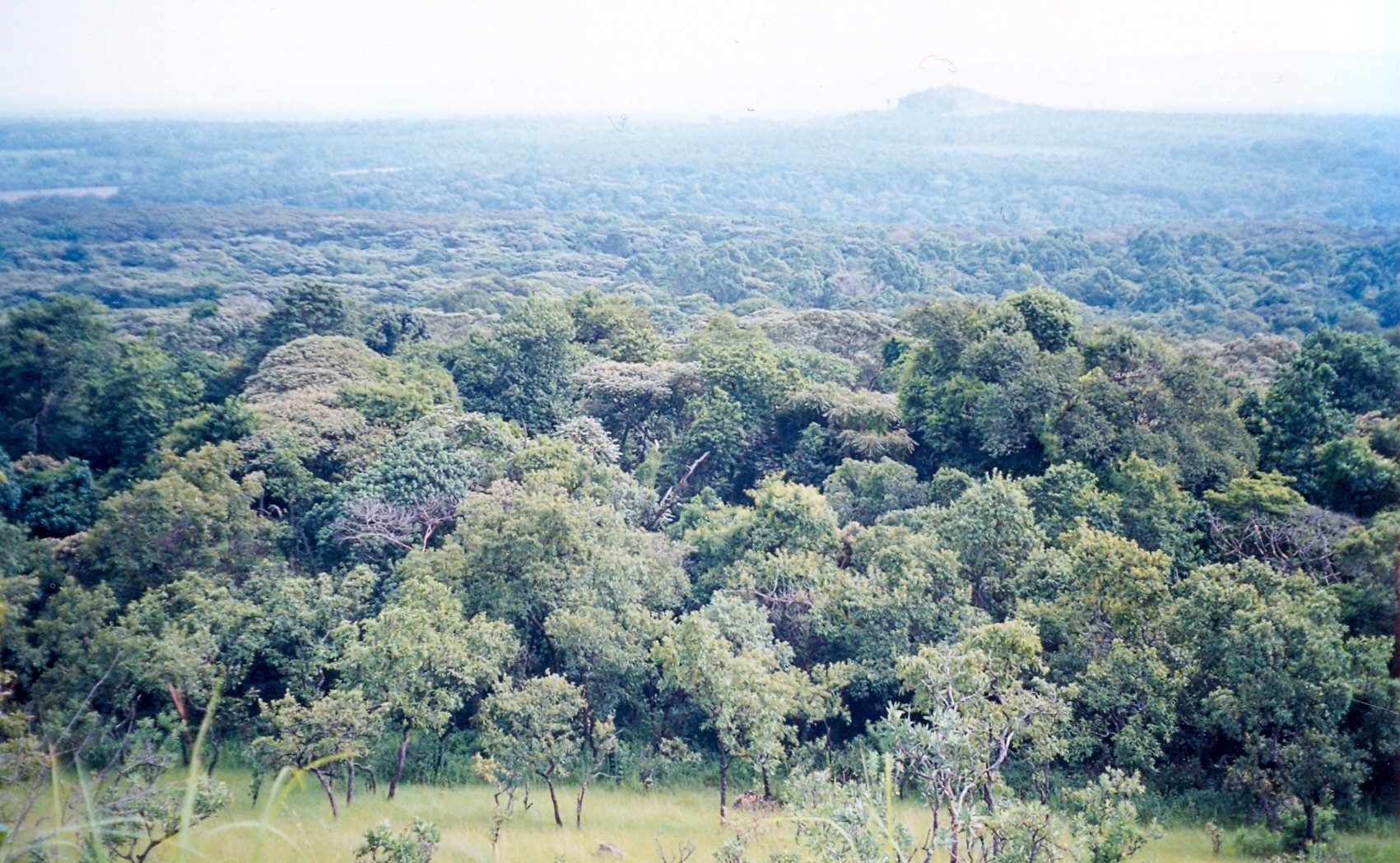 Kakamega Forest
